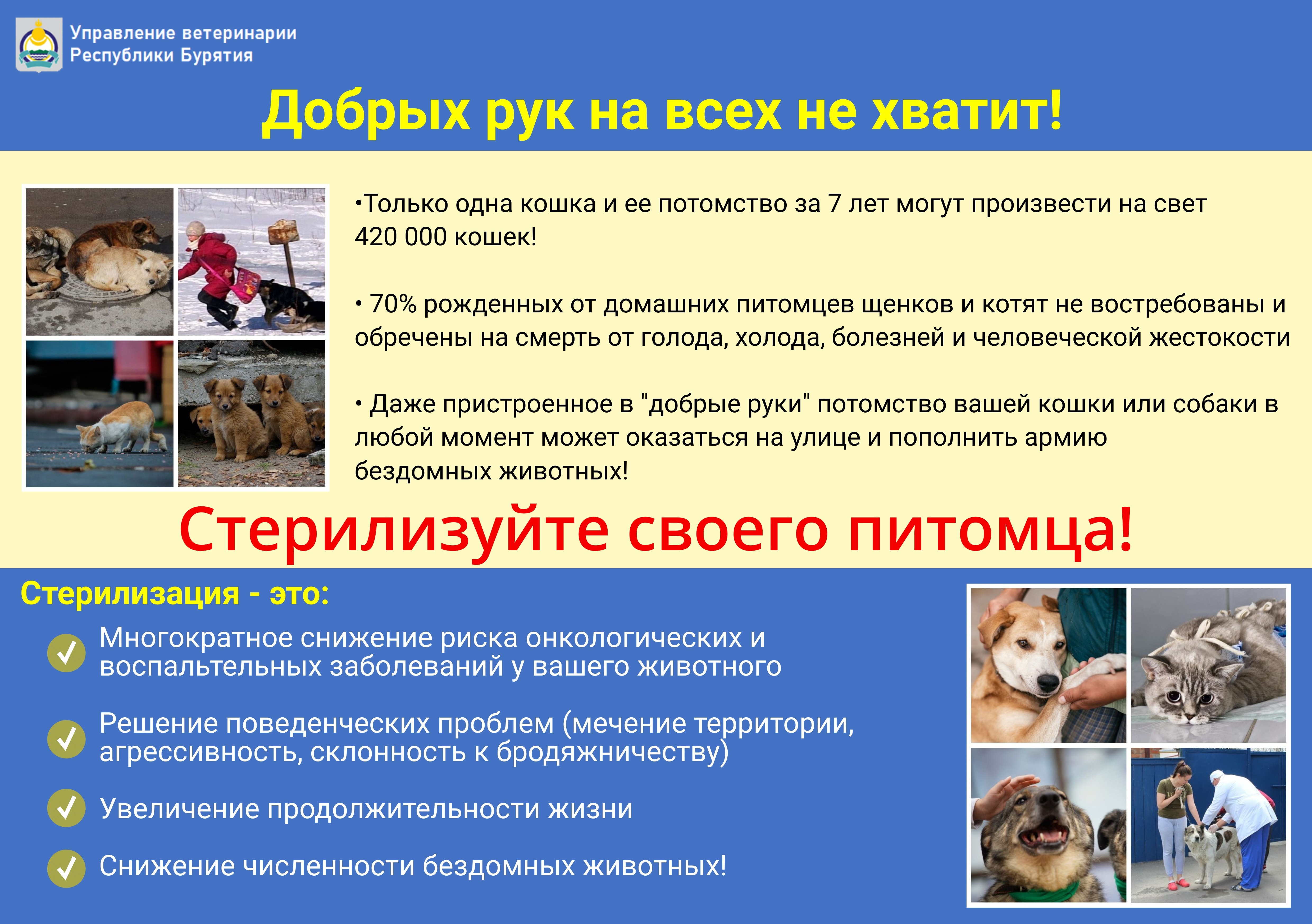 Правила выгула и регистрации домашних животных.